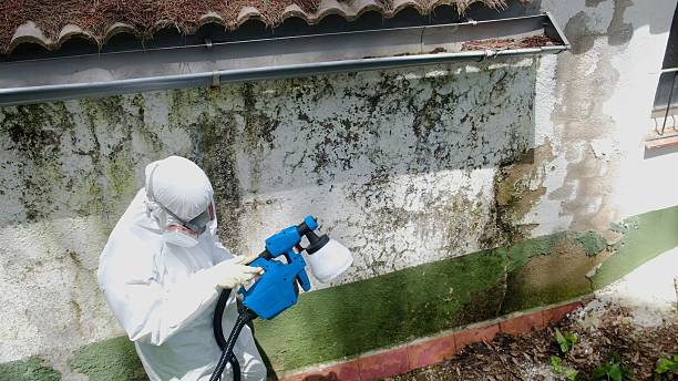 Trusted Mold Removal service in Spring City, PA - Cheap Mold Removal
